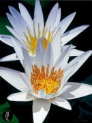 "Water Lily Duet" Giclee/Canvas by Brian Davis