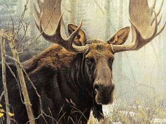 "Bull Moose" Lithograph by Robert Bateman