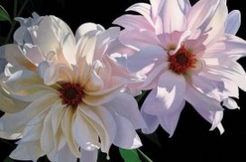 "Delightful Dahlias" Giclee by Brian Davis