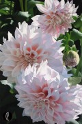 "Three Pink Dahlias" Giclee by Brian Davis