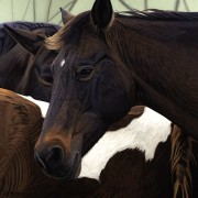 "Mustang Series 7" Giclee on Canvas by AD Maddox
