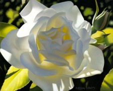"Divine White Rose" Giclee/Canvas by Brian Davis