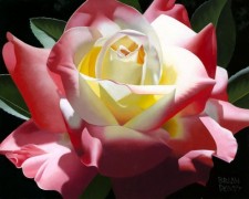 "Delicate Double Delight" Giclee/Canvas by Brian Davis