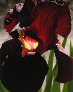 "Deep Red Iris Aflame" Giclee by Brian Davis