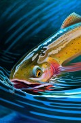 "Yellowstone Cutty" giclee on canvas by AD Maddox