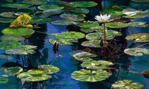 "Indigoscape" Digital Archival Ink on Paper by Adrian Deckbar