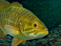 "Smallmouth Bass" giclee on canvas by A D Maddox