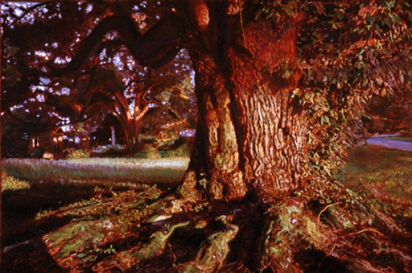 "Louisiana Oak" Digital  Archival Ink on Rag Paper by Adrian Deckbar