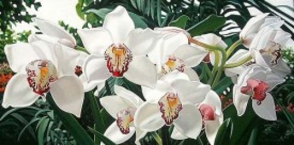 "Cymbidiums In Love" Giclee by Brian Davis
