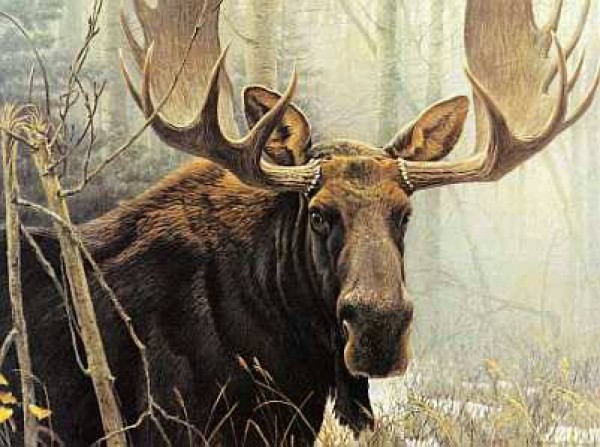 "Bull Moose" Lithograph by Robert Bateman