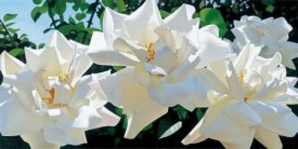 "Radiant Rose Quartet" Giclee by Brian Davis