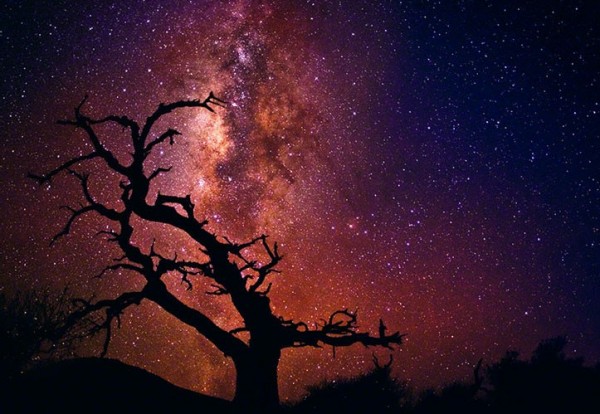 "Tree of the Universe" Photograph by Peter Lik