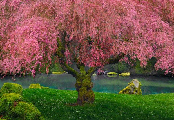 "Tree of Dreams" Photograph by Peter Lik
