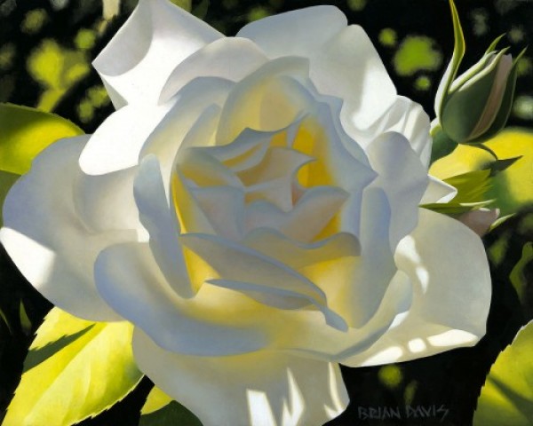 "Divine White Rose" Giclee/Canvas by Brian Davis