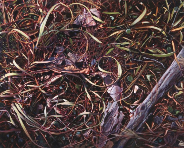 "Forest Floor" Giclee on Paper by Adrian Deckbar