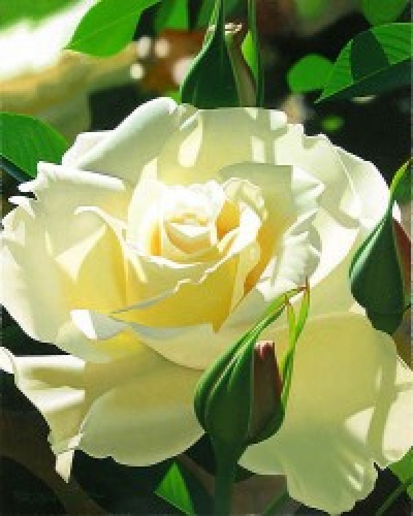 "Pale Yellow Beauty" Giclee by Brian Davis