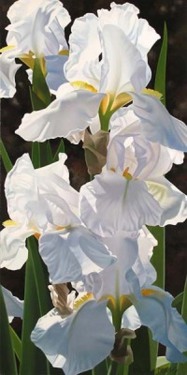"Enchanting Irises" Giclee by Brian Davis