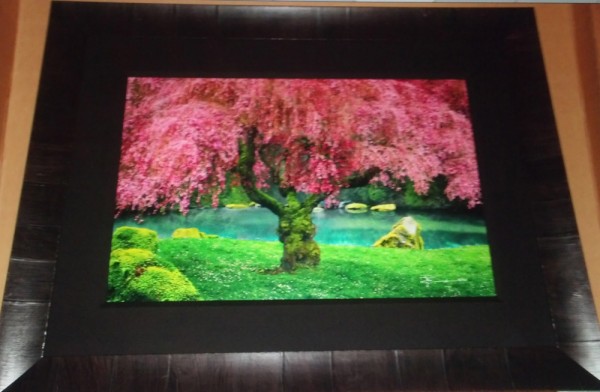 "Tree of Dreams" Framed Photograph by Peter Lik